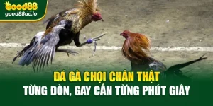 Đá Gà Chọi Chân Thật Từng Đòn, Gay Cấn Từng Phút Giây